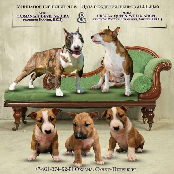 Собаки в Санкт-Петербурге: Миниатюрный бультерьер Разнополые, 80 000 руб. - фото 1