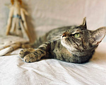 Кошки в Москве: Кошка Симона ищет дом Девочка, Бесплатно - фото 3