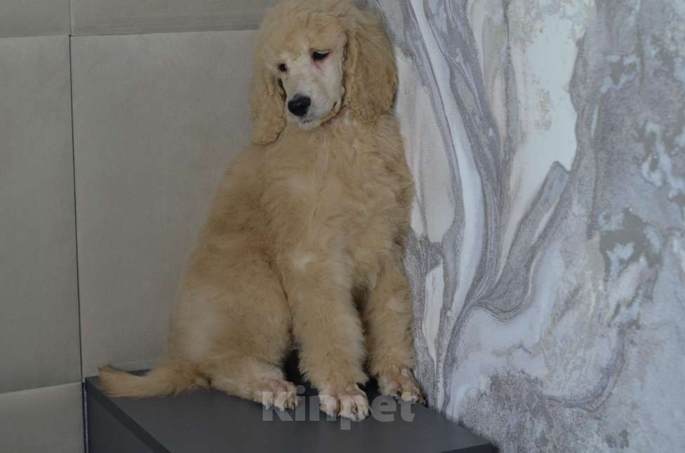 Собаки в Москве: Щенки королевского пуделя Мальчик, 65 000 руб. - фото 2
