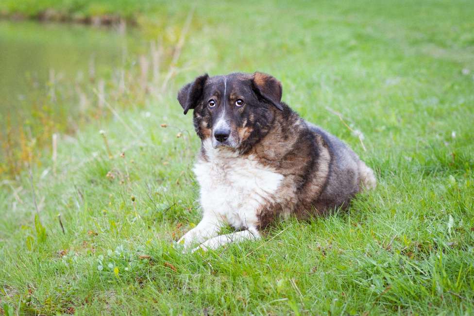 Собаки в Москве: собака из приюта в добрые руки Мальчик, Бесплатно - фото 9