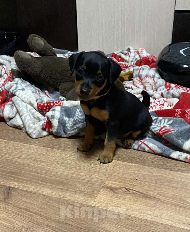 Собаки в Санкт-Петербурге: Мальчик, ласковый, любит покушать. Игривый. Самый крупный из помета.  Мальчик, 22 000 руб. - фото 1