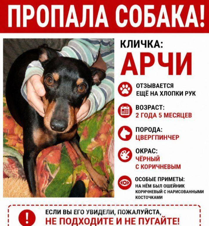 Собаки в других городах Крыма: Пропал член семьи Мальчик, 1 000 руб. - фото 2