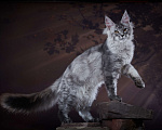 Кошки в Барнауле: Черный дым Мальчик, 80 000 руб. - фото 2