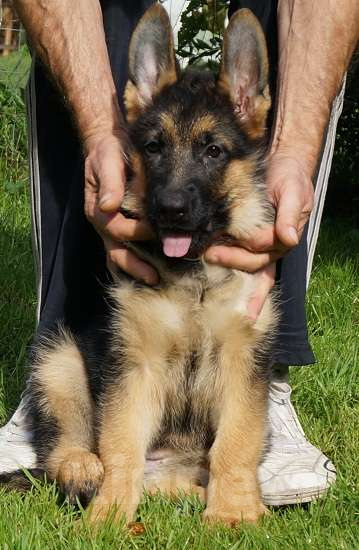 Собаки в Санкт-Петербурге: Щенки немецкой овчарки Девочка, 45 000 руб. - фото 2