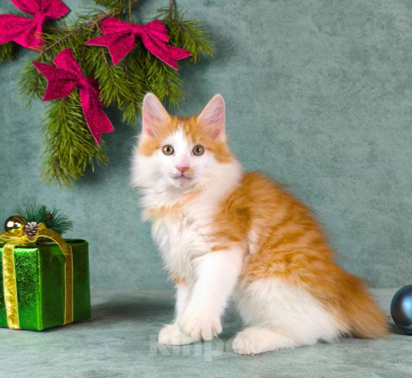 Кошки в Егорьевске: Курильский бобтейл Мальчик, 60 000 руб. - фото 2