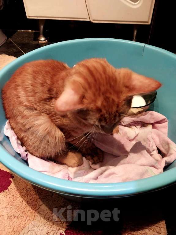 Кошки в Лобне: Нашел котёнка Мальчик, Бесплатно - фото 4