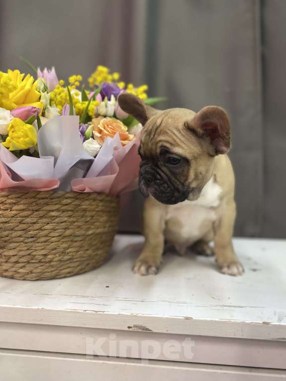 Собаки в Москве: Французский бульдог Мальчик, 55 000 руб. - фото 5