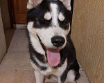 Собаки в Саратове: Продаю кобелька породы сибирской хаски Мальчик, 4 000 руб. - фото 3