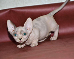 Кошки в Ливны: Кошечка бамбино, 45 000 руб. - фото 2