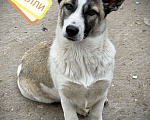 Собаки в Москве: Щенки коротколапики в дар, Бесплатно - фото 5