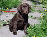 Собаки в Балашихе: Шоколадные малыши Мальчик, 35 000 руб. - фото 3