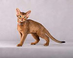 Кошки в Старом Купавне: Абиссинский подросток Мальчик, 30 000 руб. - фото 2