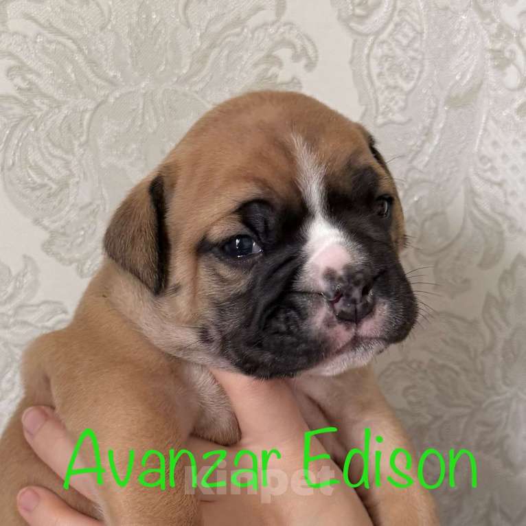 Собаки в Всеволожске: Континентальный бульдог РКФ Питомник Мальчик, 150 000 руб. - фото 4