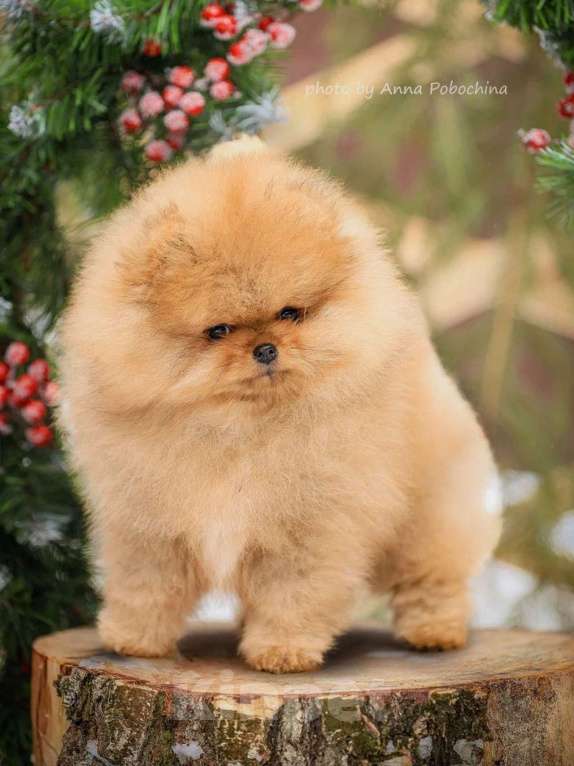 Собаки в других городах Московской области: Померанский шпиц щенок мальчик оранж Мальчик, 100 000 руб. - фото 4