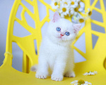 Кошки в Новосибирске: Британский котенок Мальчик, Бесплатно - фото 4