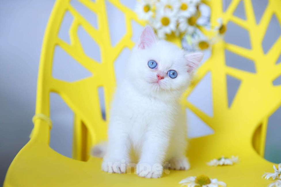 Кошки в Новосибирске: Британский котенок Мальчик, Бесплатно - фото 4