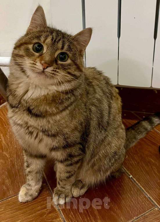 Кошки в Москве: котенок Петрушка ищет дом Девочка, Бесплатно - фото 4