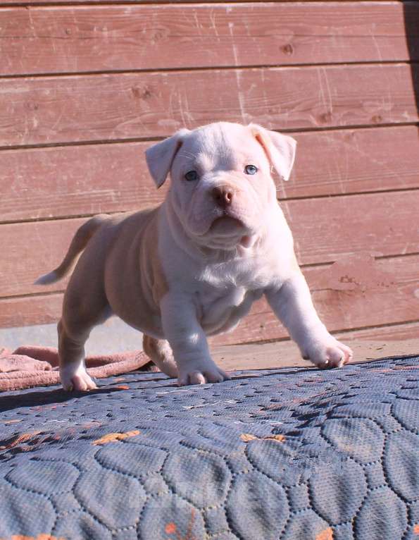 Собаки в Москве: Наши малыши. Разнополые, 80 000 руб. - фото 2