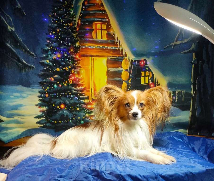 Собаки в Пушкино: Два компактных мальчика папийона на вязку Мальчик, 7 000 руб. - фото 4