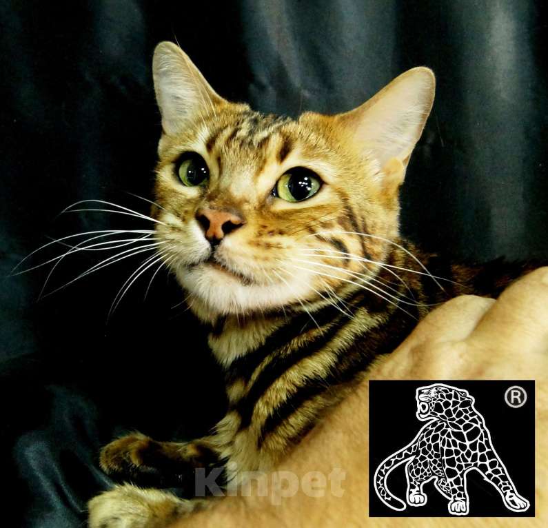 Кошки в Петропавловске-Камчатском: Бенгальский котенок. ШОУ класс Девочка, Бесплатно - фото 9