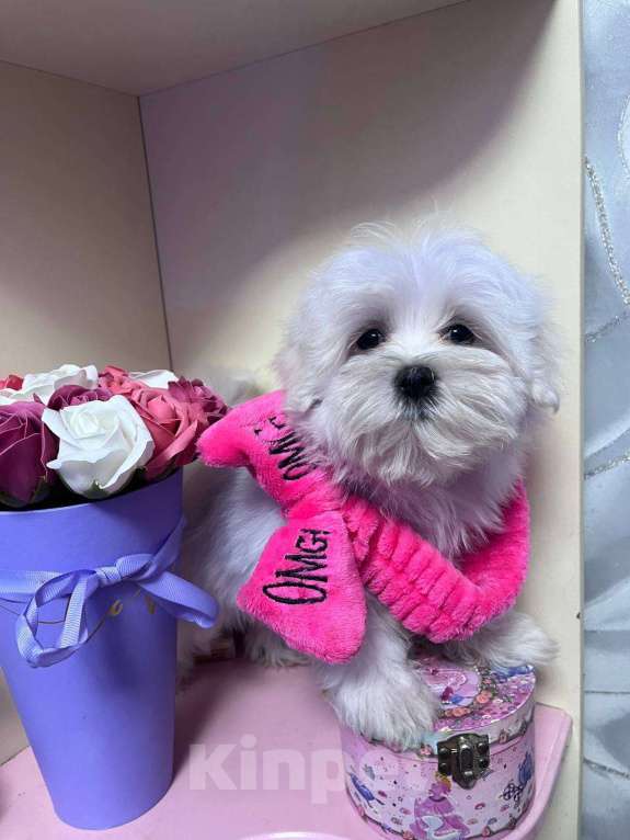 Собаки в Москве: Продам щенка Мальтезье, девочка будет в разведение!  Девочка, 55 000 руб. - фото 2