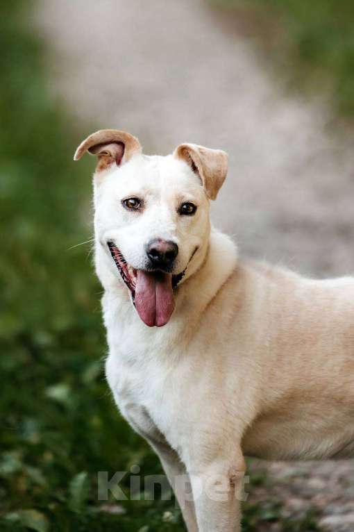 Собаки в Москве: Снежка. Метис стаффордширского терьера Девочка, Бесплатно - фото 5