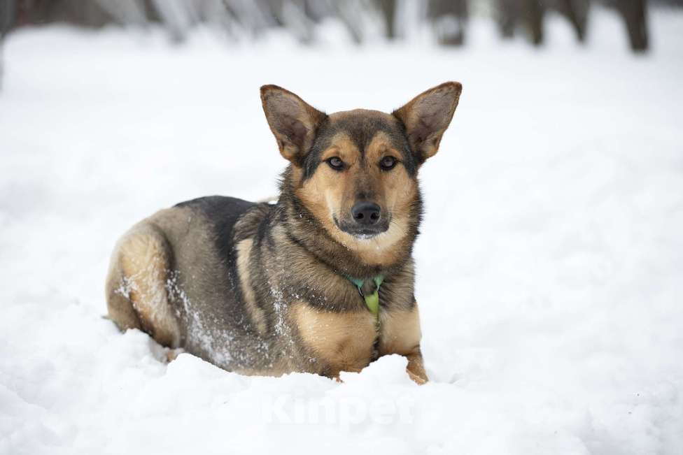 Собаки в Москве: Чуткая и нежная Рокси в поисках дома Девочка, Бесплатно - фото 2