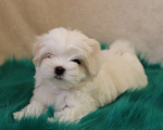 Собаки в Екатеринбурге: Мальтезе РКФ мальчик 2,5 мес. Мальчик, Бесплатно - фото 2