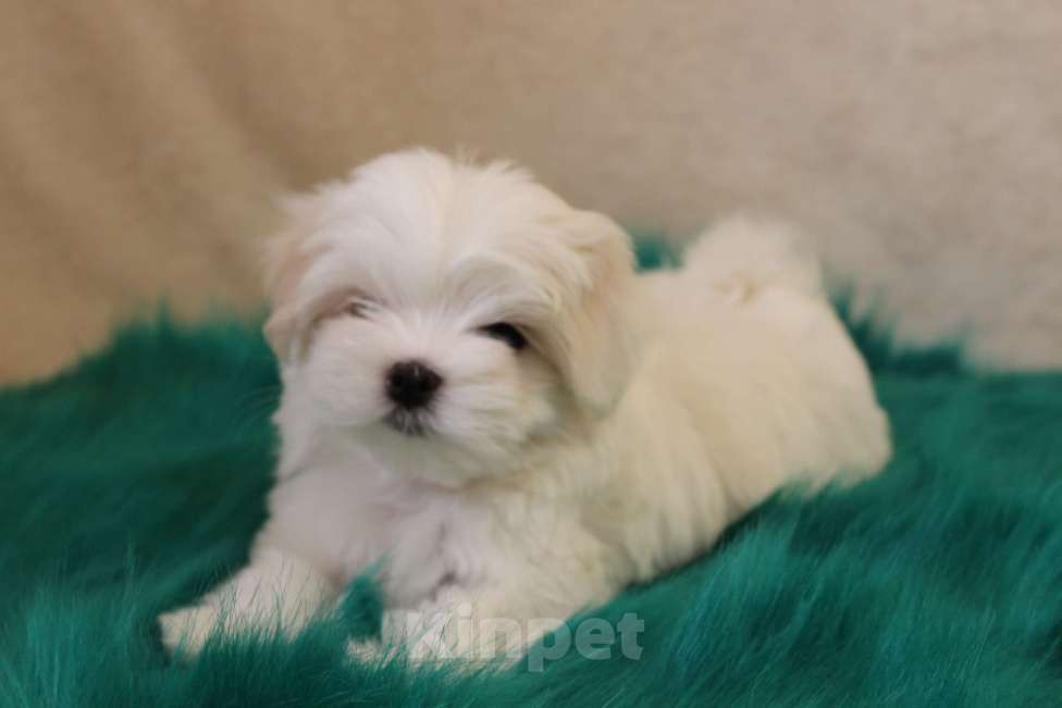 Собаки в Екатеринбурге: Мальтезе РКФ мальчик 2,5 мес. Мальчик, Бесплатно - фото 2