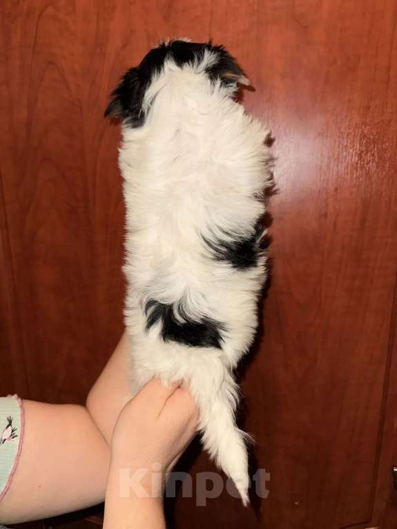 Собаки в Тольятти: Красотка Оливия Лав Девочка, Бесплатно - фото 2