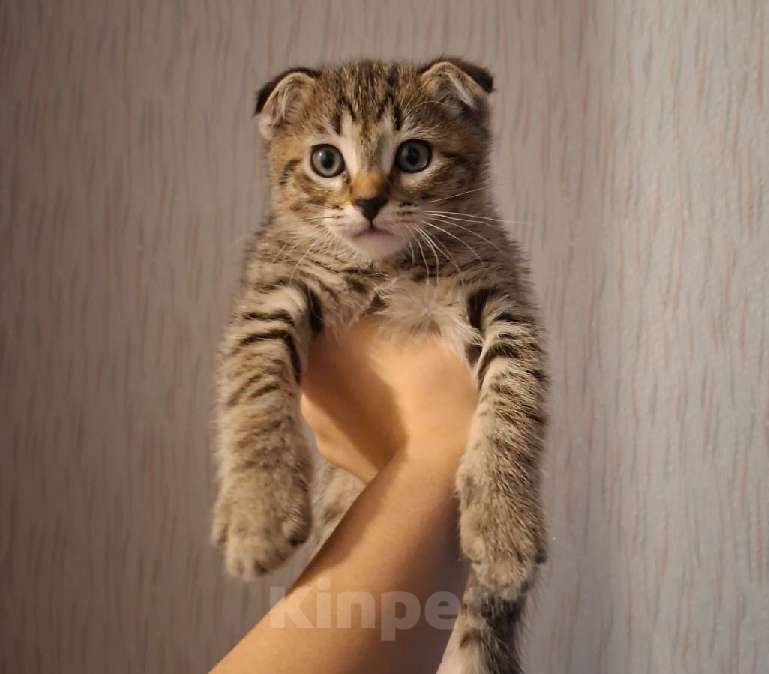 Кошки в Москве: Продам котенка  Мальчик, 5 000 руб. - фото 2