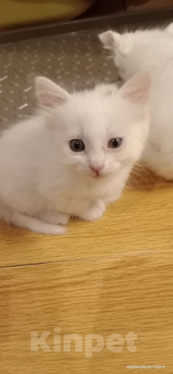 Кошки в Волгограде: Кошечка беленькая с черной челкой Девочка, Бесплатно - фото 2