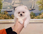 Собаки в Уссурийске: Щенки Померанского шпица Мальчик, 18 000 руб. - фото 5