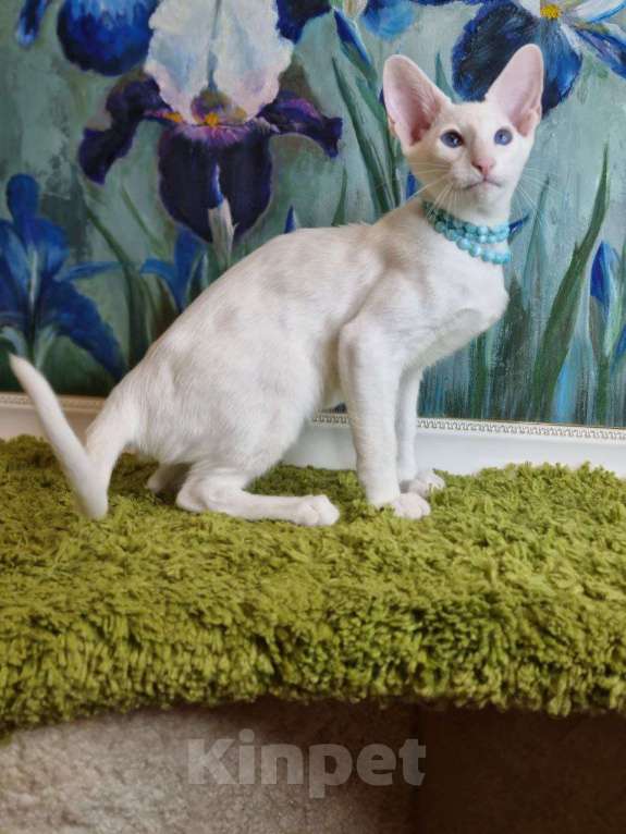 Кошки в Москве: Белые синеглазые ориентальные котята Мальчик, Бесплатно - фото 2