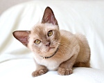 Кошки в Пензе: Бурмята Мальчик, 30 000 руб. - фото 1