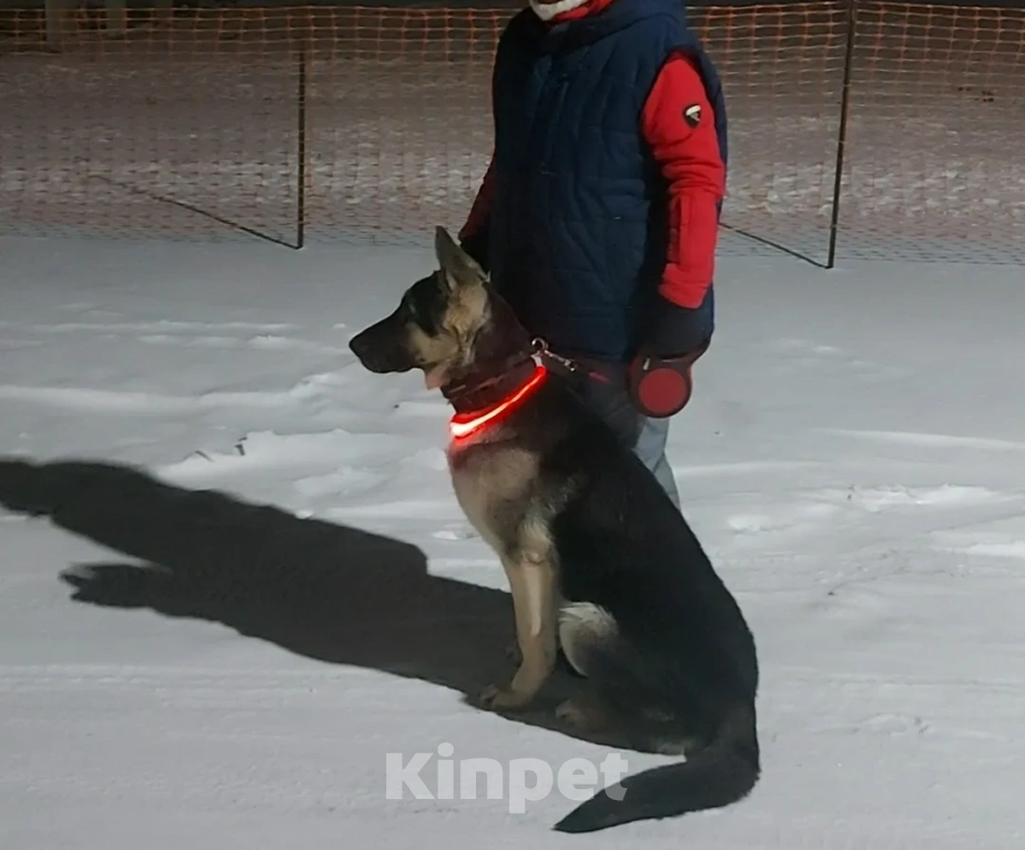 Собаки в Кемерово: Подросток ВЕО с хорошей  родословной Девочка, 60 000 руб. - фото 3