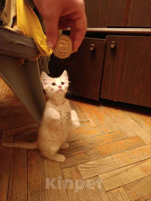 Кошки в Красногорске: Отдам котят рыжих Девочка, Бесплатно - фото 8