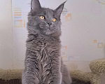 Кошки в Москве: Котенок мейн-кун девочка Девочка, 20 000 руб. - фото 5