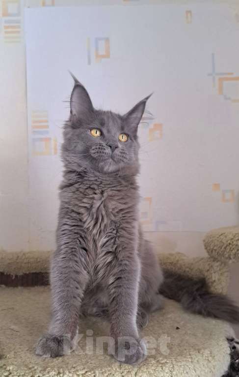 Кошки в Москве: Котенок мейн-кун девочка Девочка, 20 000 руб. - фото 5