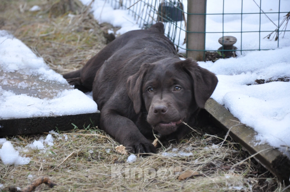 Собаки в Истре: Щенок лабрадора ретривера Девочка, 65 000 руб. - фото 2