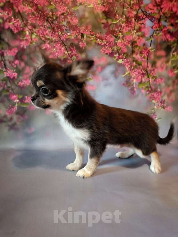 Собаки в Москве: Красавчик расписного окраса Мальчик, 65 000 руб. - фото 4