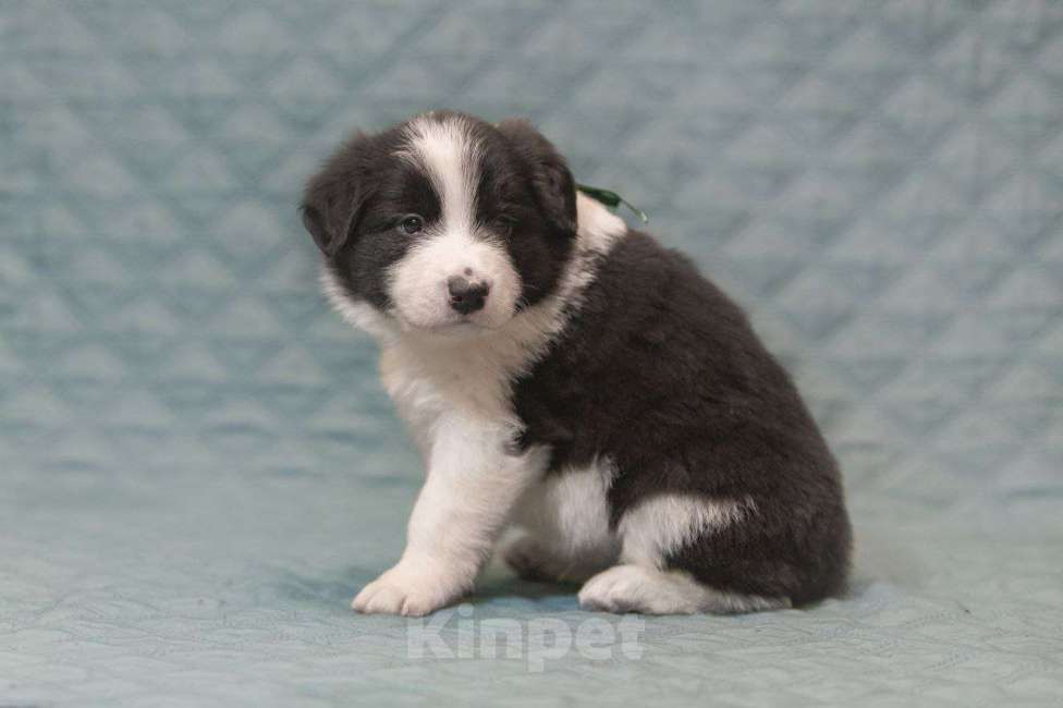 Собаки в Москве: Умнейший щенок бордер-колли Мальчик, Бесплатно - фото 7