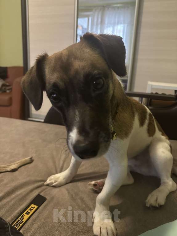 Собаки в Балашихе: Ищу самых добрых и заботливых родителей для мальчика Мальчик, Бесплатно - фото 4