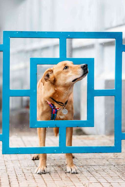 Собаки в Москве: Очень умный мальчик ищет семью. Банни из приюта в добрые руки Мальчик, Бесплатно - фото 3