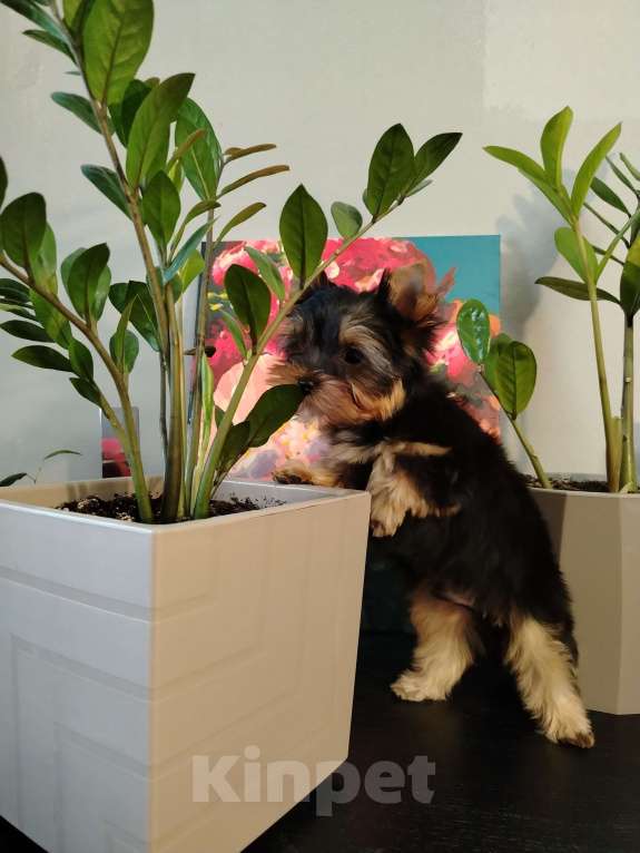 Собаки в Томске: Йоркширский терьер щенки РКФ Мальчик, 40 000 руб. - фото 4