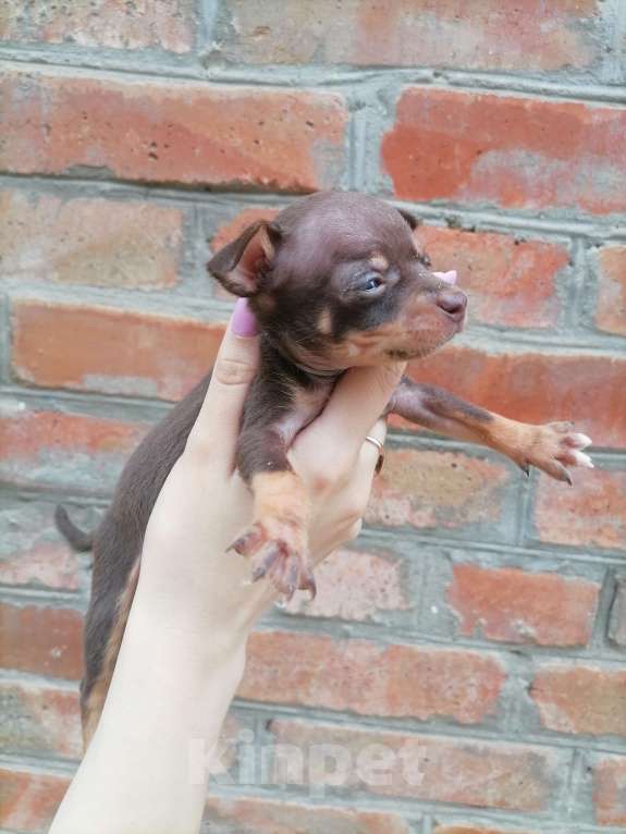 Собаки в Новочеркасске: Русский Той-терьер  Девочка, 10 000 руб. - фото 3