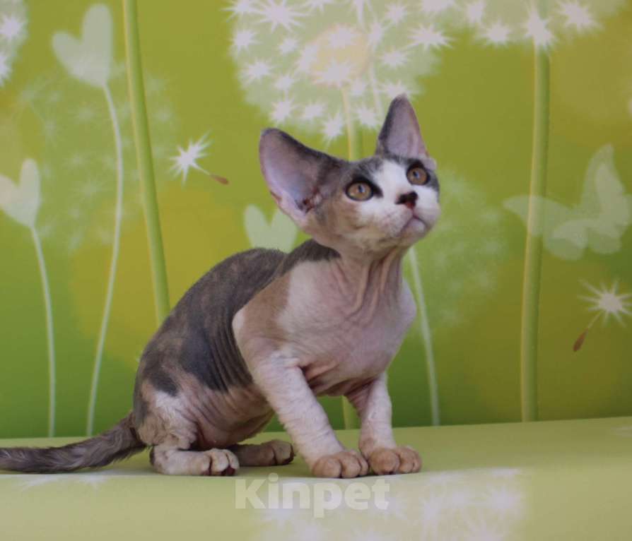 Кошки в Люберцах: Девочка девон-рекс  Девочка, 65 000 руб. - фото 5