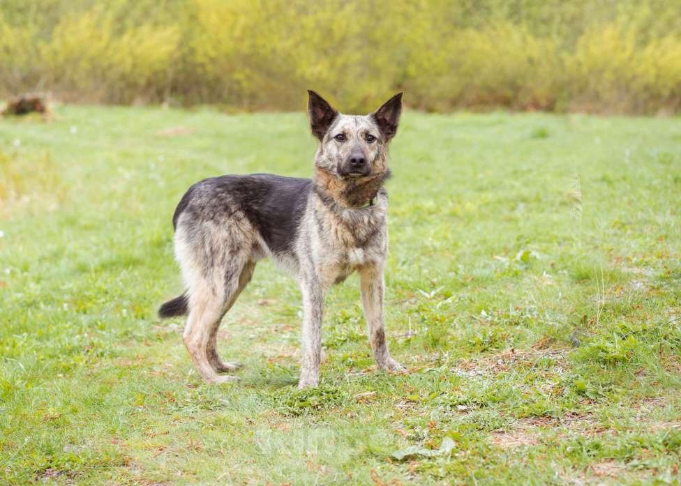 Собаки в Москве: Собака из приюта в добрые руки Мальчик, Бесплатно - фото 4