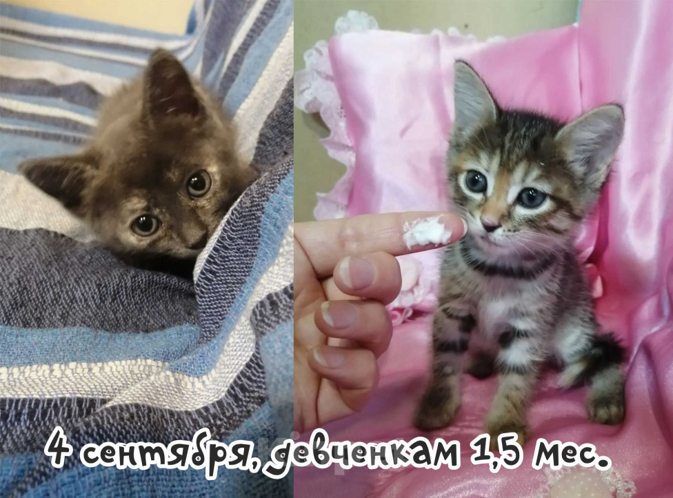 Кошки в Кемерово: отдам котенка бесплатно Девочка, Бесплатно - фото 3