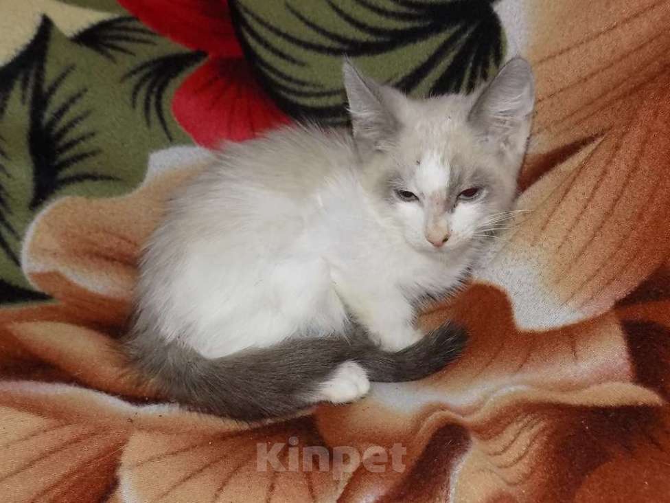 Кошки в Москве: Сноу шу, мальчик длинношерстный Мальчик, 10 000 руб. - фото 5